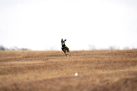 Saluki-16