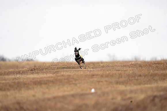 Saluki-16