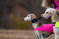 Saluki-19