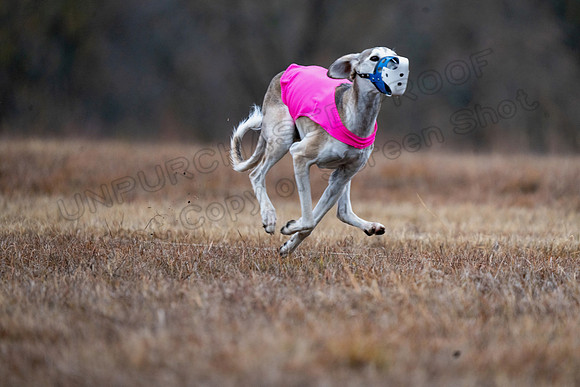 Saluki-18
