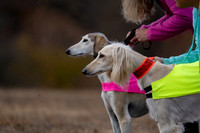 Saluki-20
