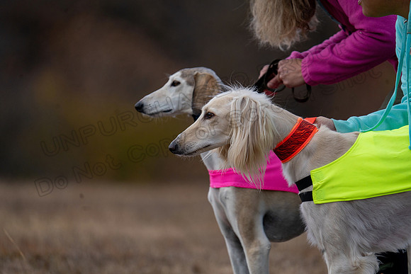 Saluki-20