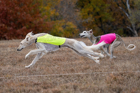 Saluki-23