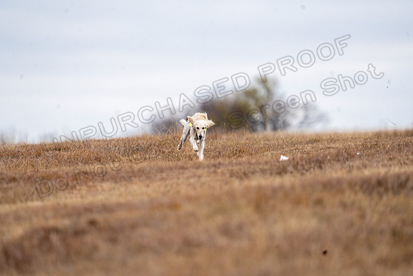 Saluki-26