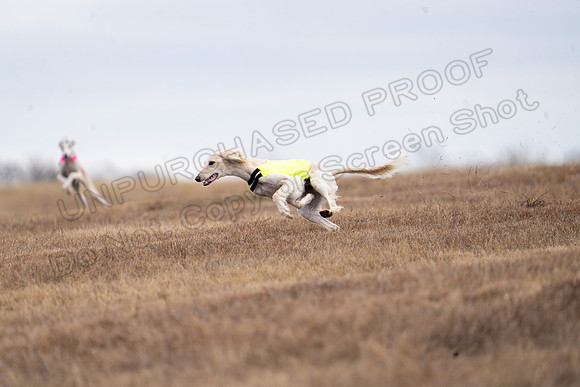 Saluki-28