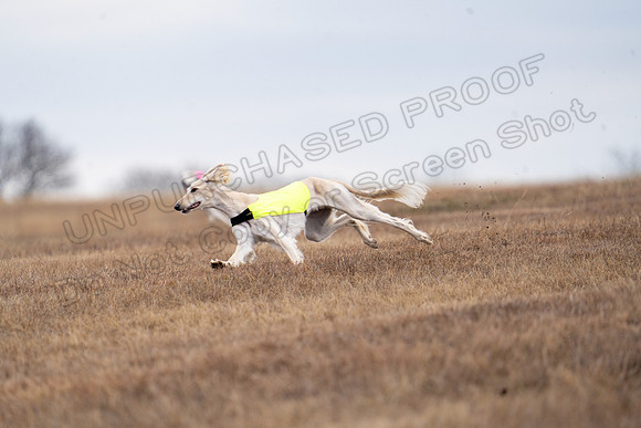 Saluki-29