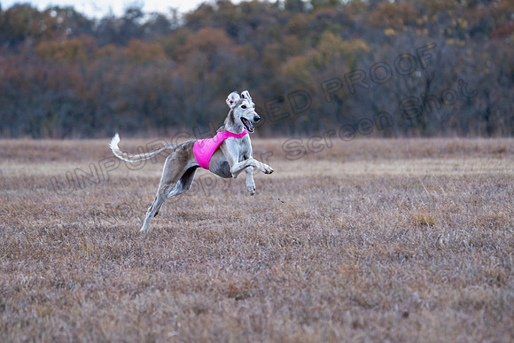 Saluki-34