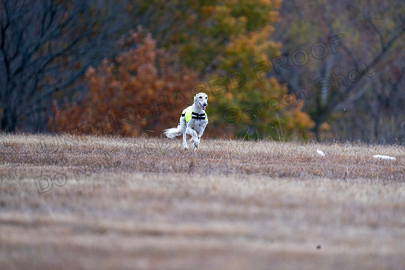 Saluki-30