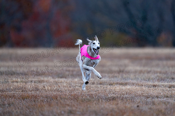 Saluki-33