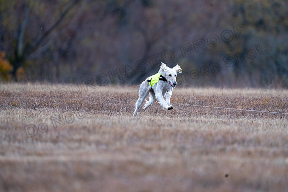 Saluki-32