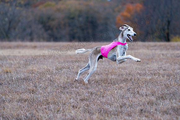 Saluki-35