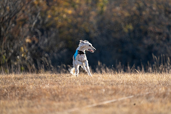 Saluki-37