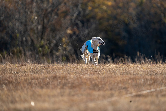 Saluki-36