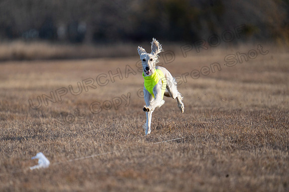Saluki-41