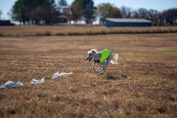 Saluki-44