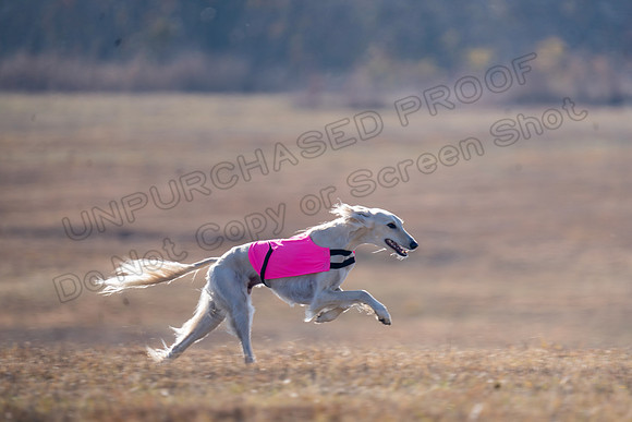 Saluki-42