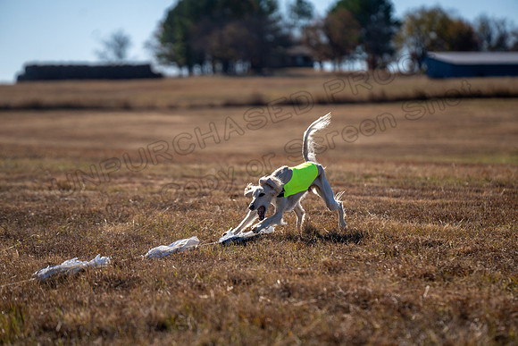 Saluki-45