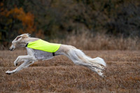 Saluki