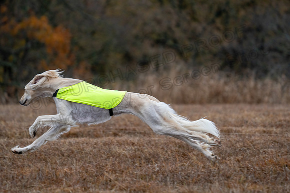 Saluki-1