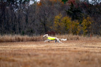 Saluki-2
