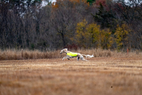 Saluki-2