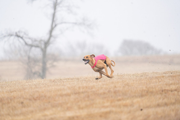 RhodesianRidgeback-36