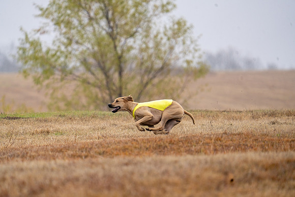 RhodesianRidgeback-53