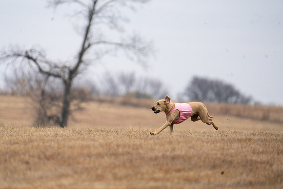 RhodesianRidgeback-78