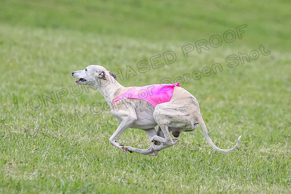 Prelim Veterans 6, Rosie Tomte Akela-0251