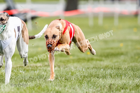 WRA, Prg 1, Race 12, Tanooki Jigsaw Cheetah Bookie-8471