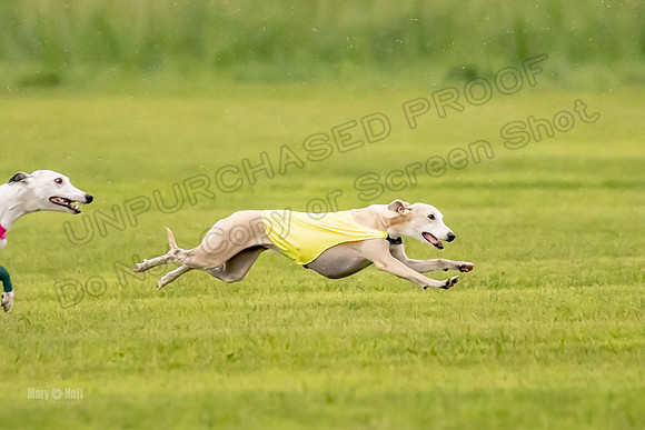 Prelims Fch-Vet 1, Buttercup Wilson-0340