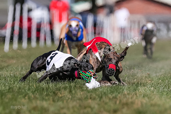 Prg 4, Race 1, Ruffian Flynn Nami Rigby Arrow Echo-0041