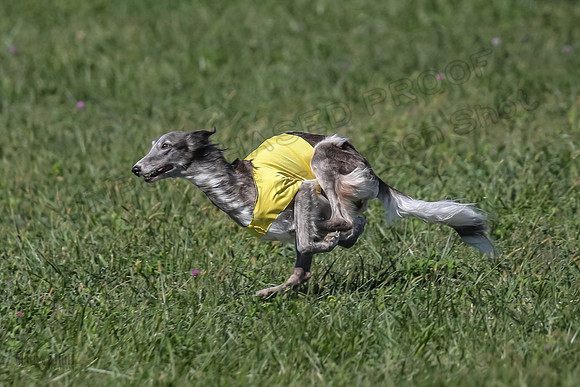 2 Finals Fch 1 Foxy Kelso Lizzie-8329