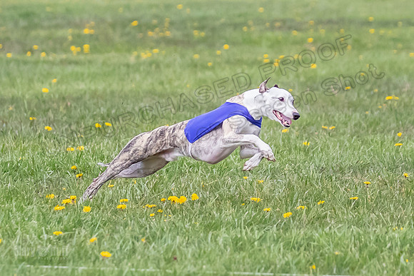 1 Prelim Open E1 Trixie Sneakers Ripley-6581