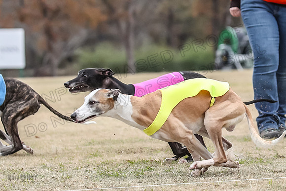 Finals Open 3 Scorch Shine Kashi-4016