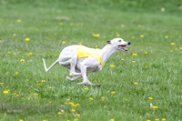Finals Whippet Specials-4726