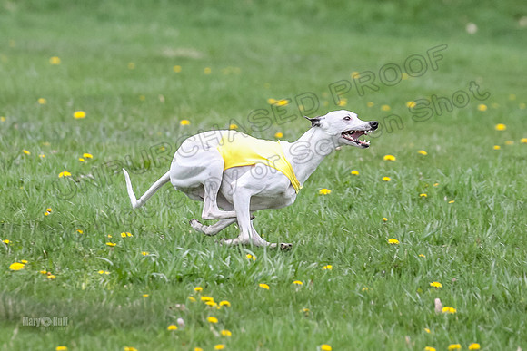 Finals Whippet Specials-4726