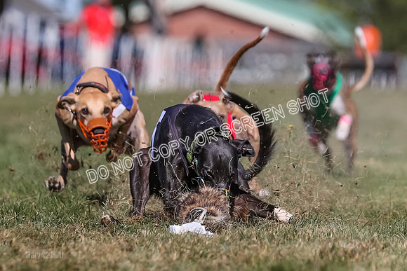 Prg 4, Race 5, Rasta Cammie Warrior Grim Buckwheat-0205