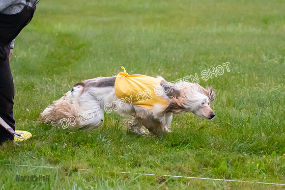 Prelim, Open 1, Lily-Isha-6281