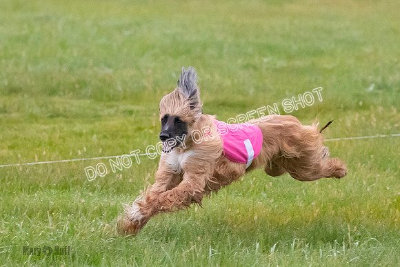 Prelim, Open 1, Lily-Isha-6301