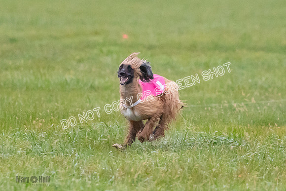 Prelim, Open 1, Lily-Isha-6289
