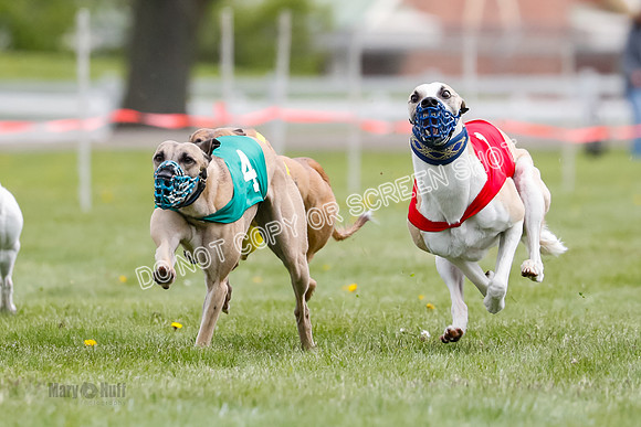 WRA, Prg 1, Race 14, Chase Buttercup Joplin Cinder Navi-8511