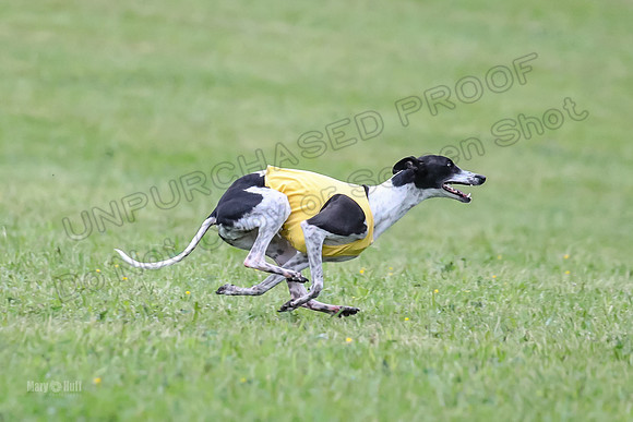 Prelim Open B3, Tusi Dany Tails-8460