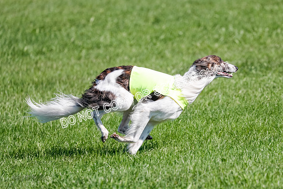 Silken Windhound Prelim, Finnegan-2986