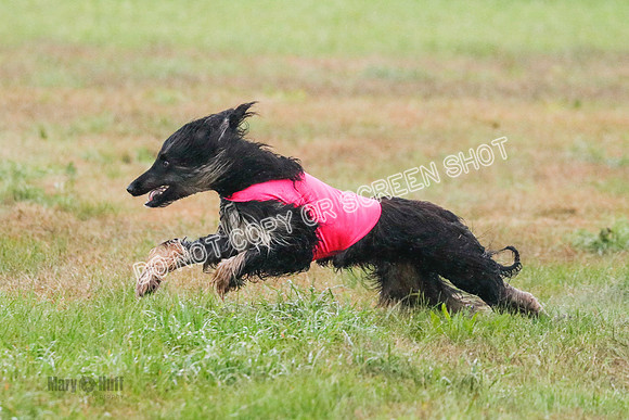 Run-Offs & BOB-9774