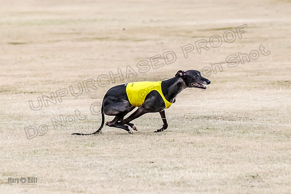 1Prelim Open 2 Shine Maverick Steel-2974