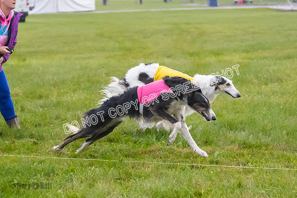 Prelim, Open 1, Bashert-Billy-6478