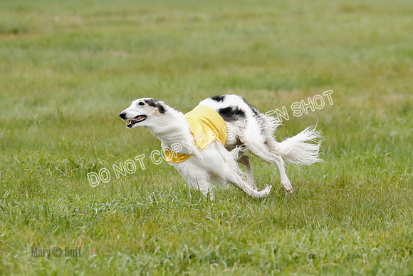 Final, Open 2, Bashert-Dash-8375