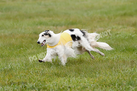 Final, Open 2, Bashert-Dash-8374