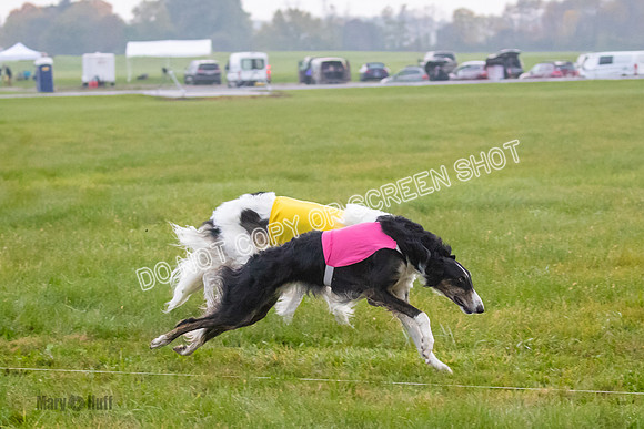 Prelim, Open 1, Bashert-Billy-6482